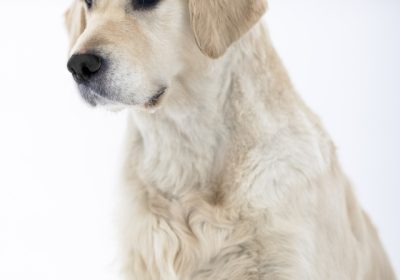 apple_klik3
