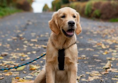 golden_retriever