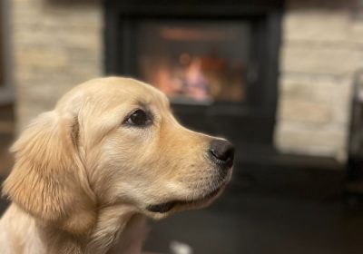 golden_retriever2