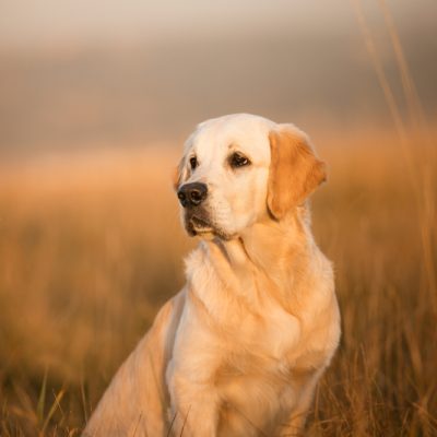 golden_retriever8