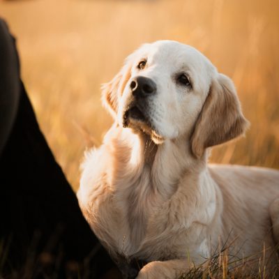golden_retriever9