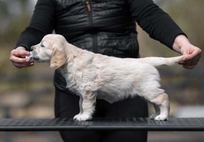 oranzova_1