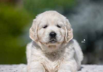 steniatka_gr_12