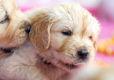 steniatka_zlaty_retriever_10