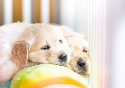 steniatka_zlaty_retriever_11