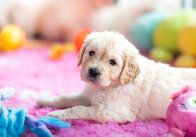 steniatka_zlaty_retriever_12