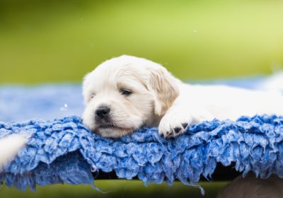 steniatka_zlaty_retriever_3