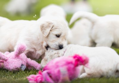 steniatka_zlaty_retriever_4