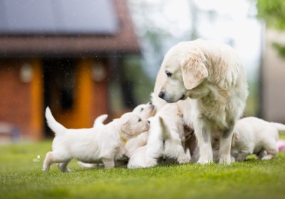 steniatka_zlaty_retriever_5