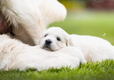 steniatka_zlaty_retriever_6