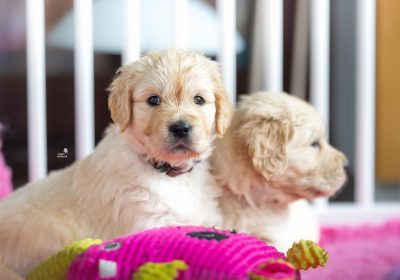 steniatka_zlaty_retriever_8