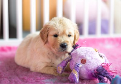 steniatka_zlaty_retriever_9